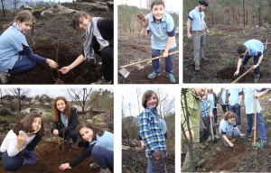 Reforestación forestal