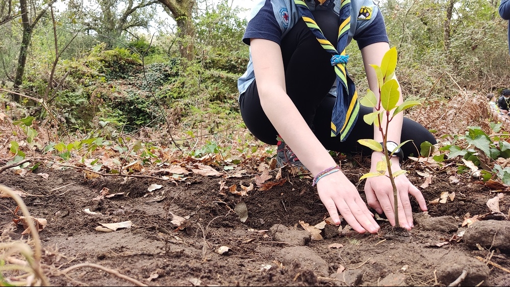 scout planta un árbol